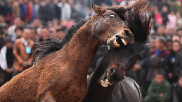Cavalos se enfrentam durante o Festival das Lanternas, em Rongshui, na China