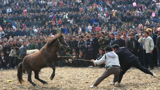 Cavalos se enfrentam durante o Festival das Lanternas, em Rongshui, na China