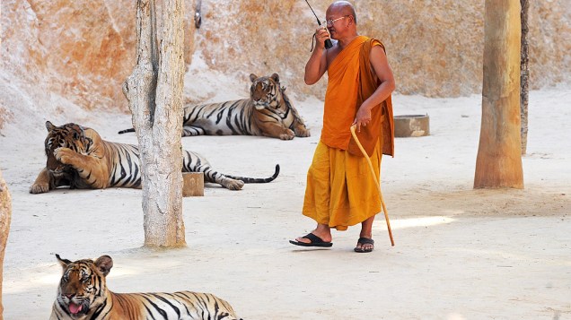 Monge budista Pra Acharn Phoosit Khantitharo, anda entre vários tigres. O "Templo dos Tigres" foi inaugurado por monges budistas em 1999