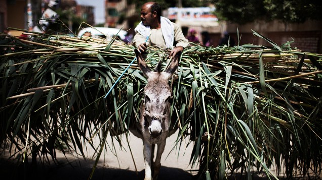 Agricultor egípcio com seu burro, passado em um posto de votação na aldeia de Namul, 60 kms a norte do Cairo. Colégios eleitorais abriram nesta quinta-feira para o segundo dia de votação das eleições presidenciais, no Egito