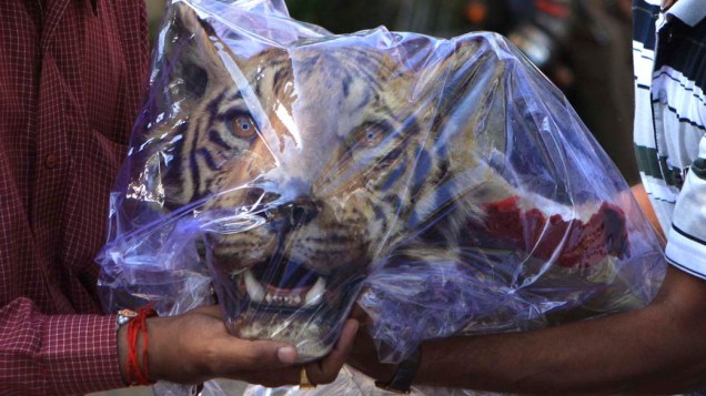 Cabeça de tigre da espécie Bengala é apreendida por oficiais indianos em hotel na cidade de Nagpur após a polícia prender dois traficantes de animais