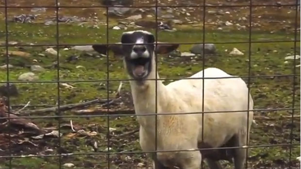 Vídeos em que vocais de músicas são substituídos por cabra viraram febre no YouTube