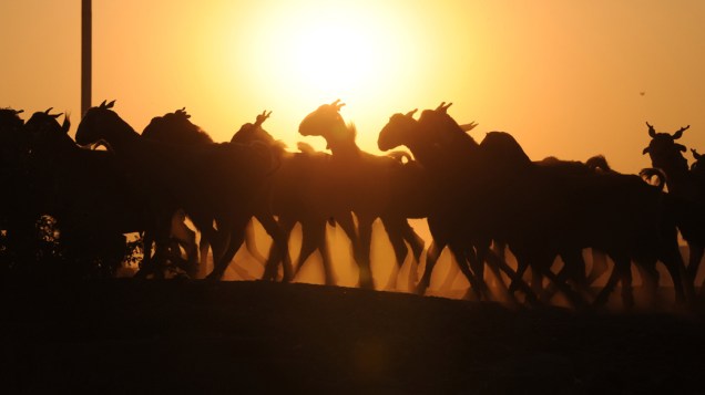 Cabras durante o pôr-do-sol na Índia