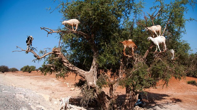 Cabras foram flagradas subindo em uma árvore na região de Essaouira, Marrocos, para comer o fruto local argan