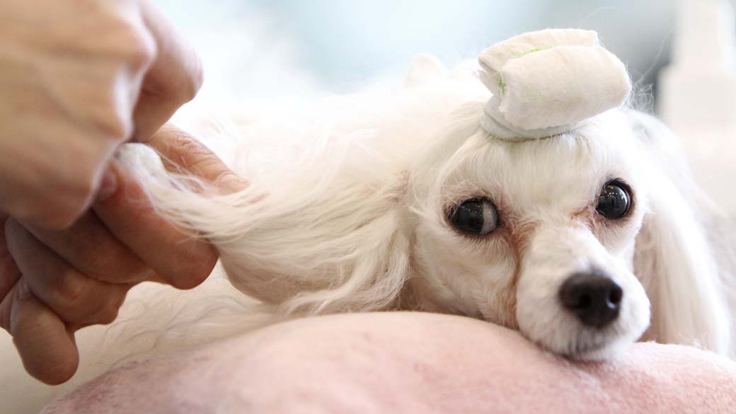 A cachorrinha Vava é atendida em um luxuoso centro de beleza para cães em Seul. A diária custa em torno de 180 dólares