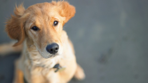 Animais de até 10 quilos poderão ser transportados em gaiolas nos coletivos