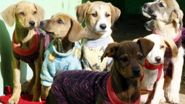 O canil municipal de Apucarana abriga 170 cachorros e sessenta gatos