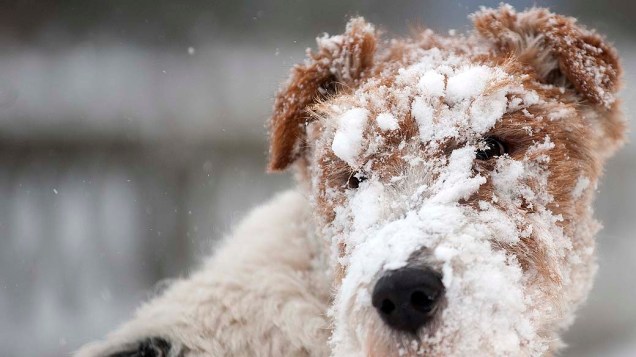 Cachorro coberto de neve em Oberhof, Alemanha