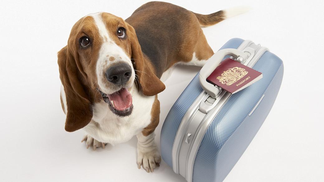 Cães agora terão direito a passaporte