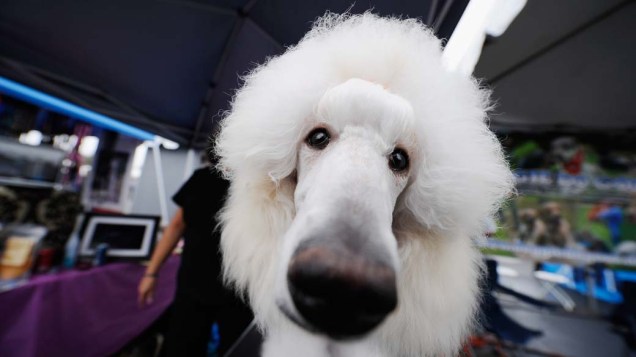 Cachorro poodle participa da feira “Pet-A-Palooza Expo” em Irvine, na Califórnia