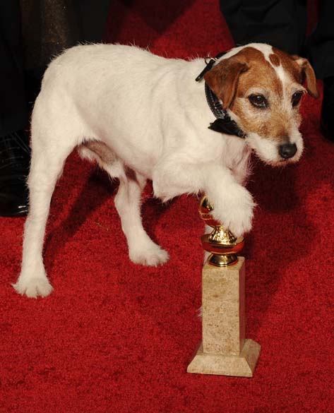 O cachorro Uggie com sua estatueta durante o 69º Globo de Ouro pelo filme O Artista