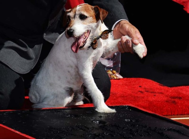 Cachorro Uggie deixa a marca de suas patas na calçada da fama em Hollywood