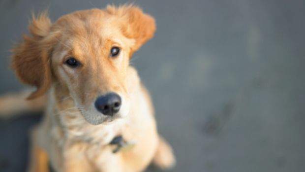 Doença é transmitida a animais e humanos por picada de inseto infectado