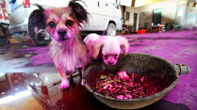 Cachorrinhos tingidos de rosa são vistos em Jinan, na província chinesa de Shandong. Um saco da substância, que é facilmente solúvel em água, caiu em uma rodovia e se espalhou em uma vila próxima depois de ser esmagado por veículos que passavam