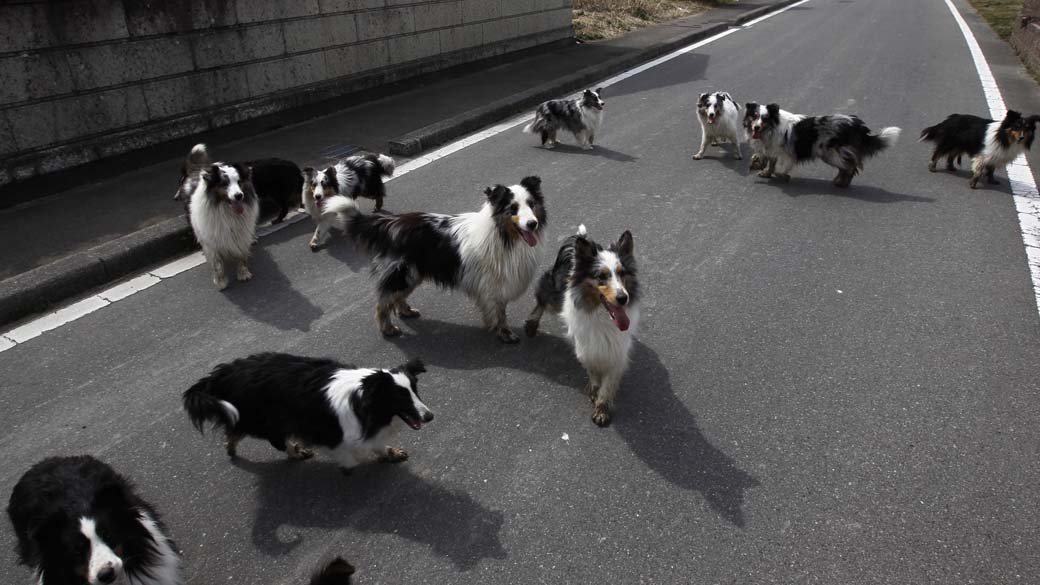 Cães resgatados na cidade de Minami Soma, próxima a Fukushima, Japão