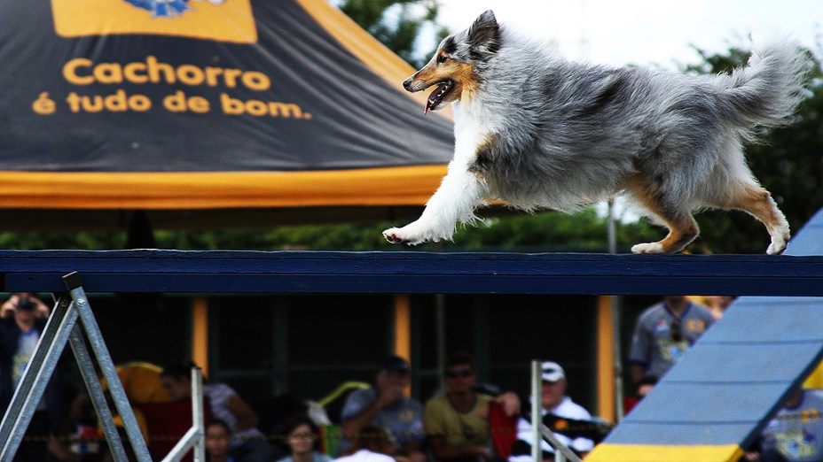 Finais do Campeonato Brasileiro de Agility