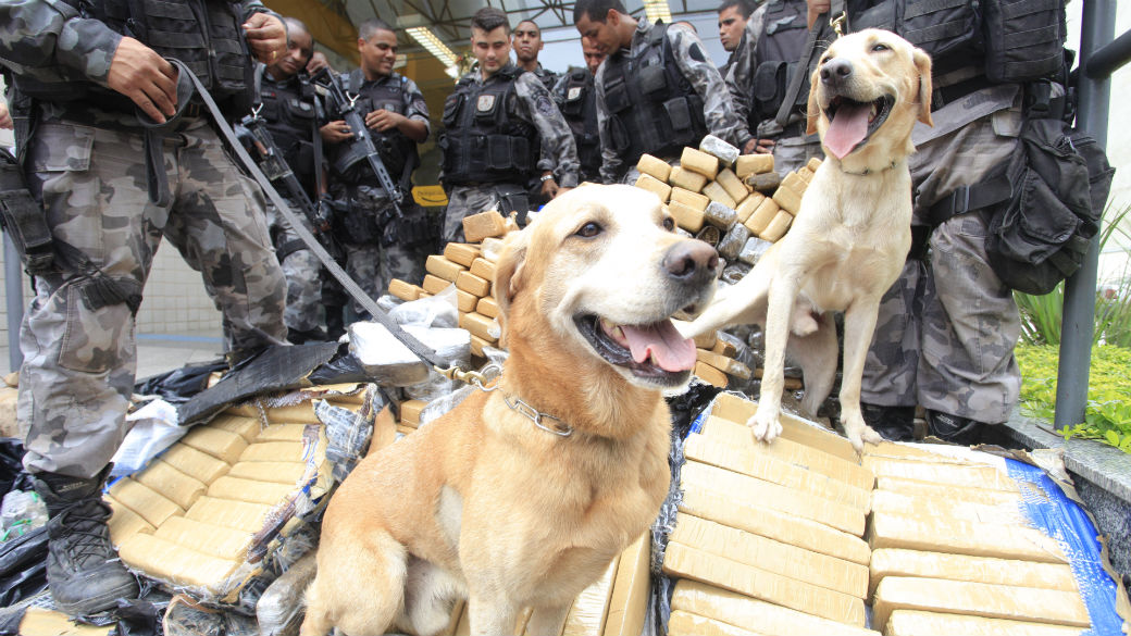 Cães farejadores ajudaram na busca pela droga