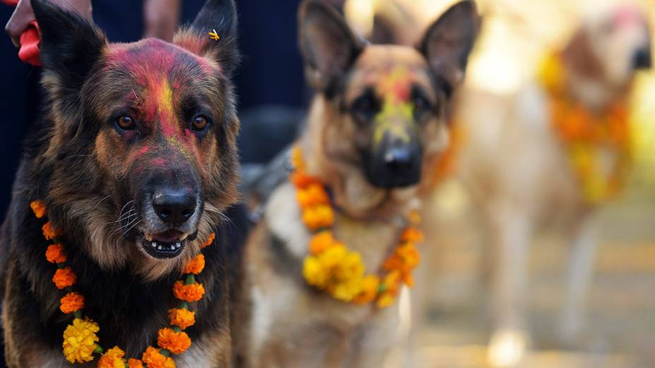 Cães da polícia nepalesa foram pintados e enfeitados com colares comemorativos durante o festival Diwali em Katmandu