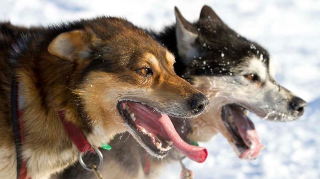 Cães de trenó antes de corrida em Willow, no Alasca, Estados Unidos