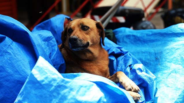 Cão deitado na carroça de um morador da Cracolândia