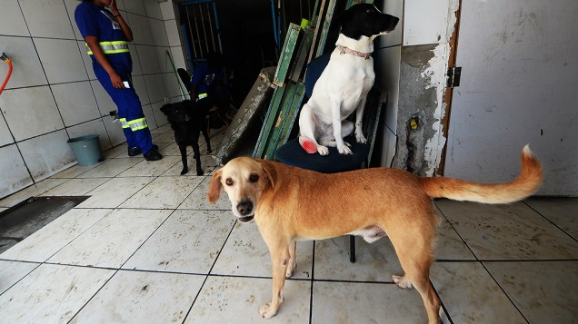 Cachorros e seus donos na região da Cracolândia