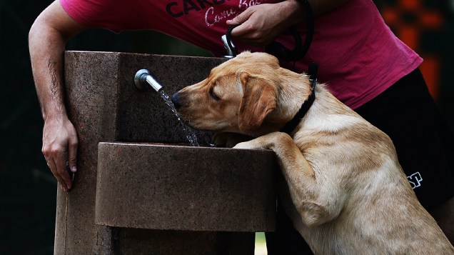 Cachorro toma água em bebedouro no parque do Ibirapuera