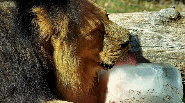 Onda de calor faz zoológico oferecer sorvete gigante a felinos, no Bioparque de Roma, localizado no coração da cidade