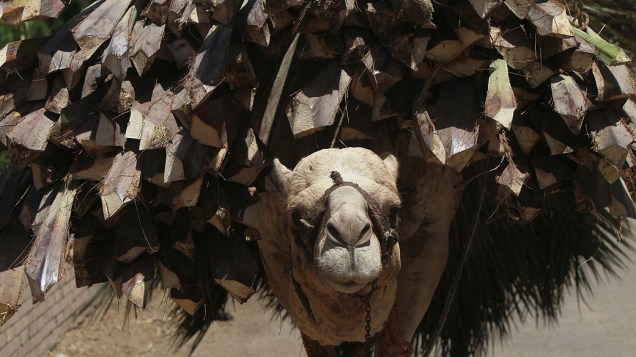 Camelo carrega folhas de palmeira, na aldeia de Saqqara cerca de 40 quilômetros ao sul do Cairo