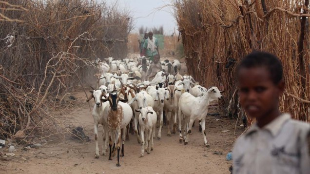 Rebanho de cabras em Dagahaley, no campo de refugiados de Dadaab, Quênia