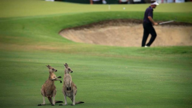 Cangurus em campo de golfe durante torneio em Coolum, Austrália