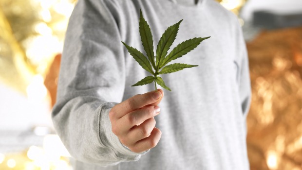 cannabis-maconha-original.jpeg cannabis maconha