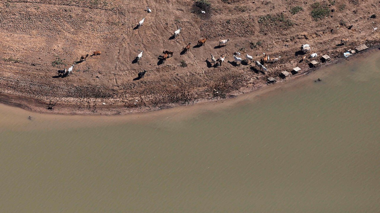 Animais nas margens da represa de Jaguari, parte do Sistema Cantareira, em Bragança Paulista