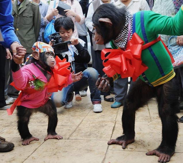 Casamento entre chimpanzés no zoológico de Hefei, na província chinesa de Anhui