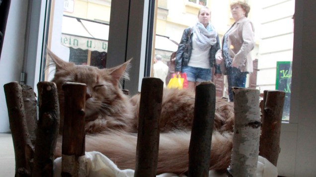 Pessoas olham gato dentro de um café em Viena