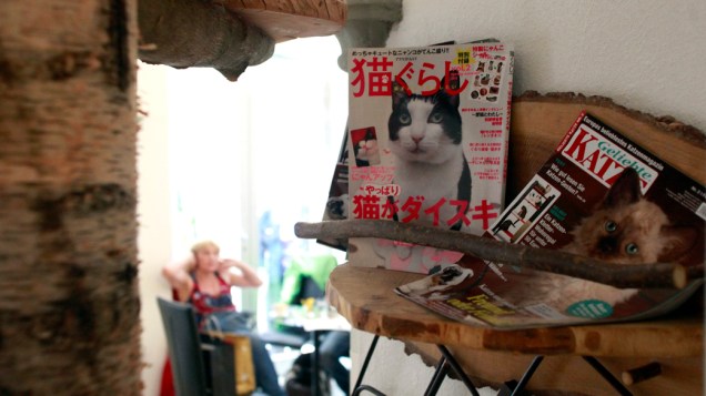 Publicação sobre gatos em um café de Viena, na Áustria