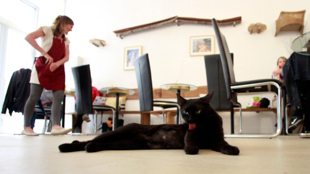 Na Áustria, gato descansa em café que permite a entrada de animais da espécie