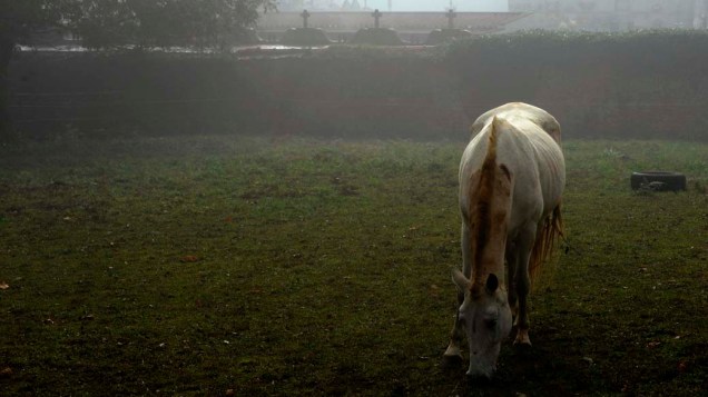 Cavalo pasta frente ao cemitério de Lugones, na Espanha