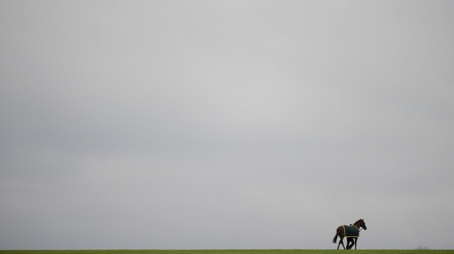 Cavalo de corrida é levado para os estábulos no  Hipódromo de Newmarket, Inglaterra