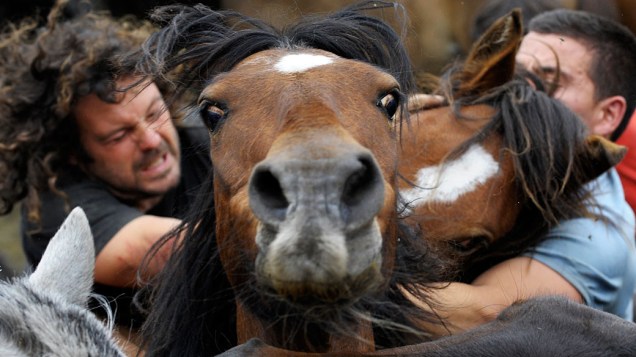Luta de cavalos selvagens durante o festival de 400 anos de idade chamado "Rapa das bestas" em Sabucedo, próximo a Santiago de Compostela, Espanha