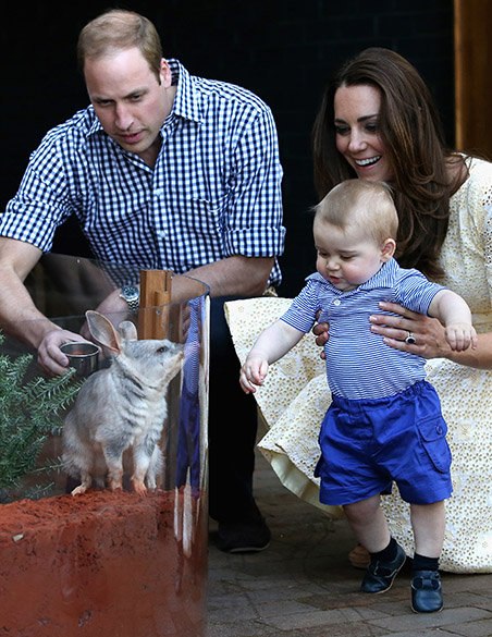 Príncipe William, Kate Middleton e príncipe George observam um bilby, espécie de marsupial ameaçado de extinção