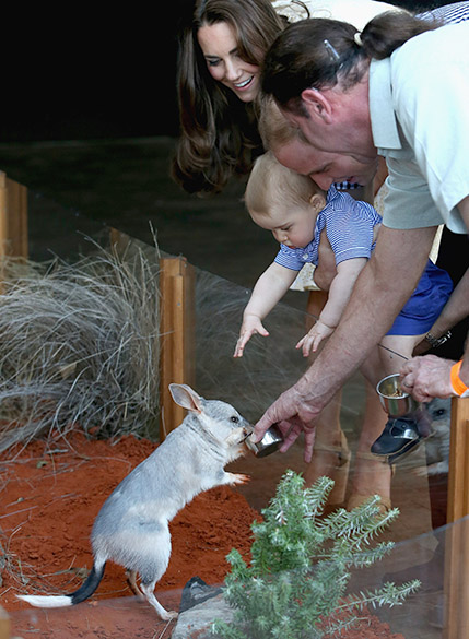Príncipe William, Kate Middleton e príncipe George observam um bilby, espécie de marsupial ameaçado de extinção