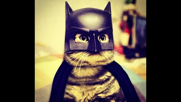 O gato