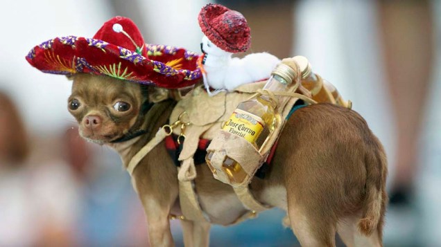 Chihuahua vestido de burro em festival de fantasias de animais de estimação em Key West, nos Estados Unidos