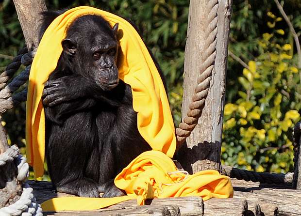 chimpanze-protege-frio-620.jpg