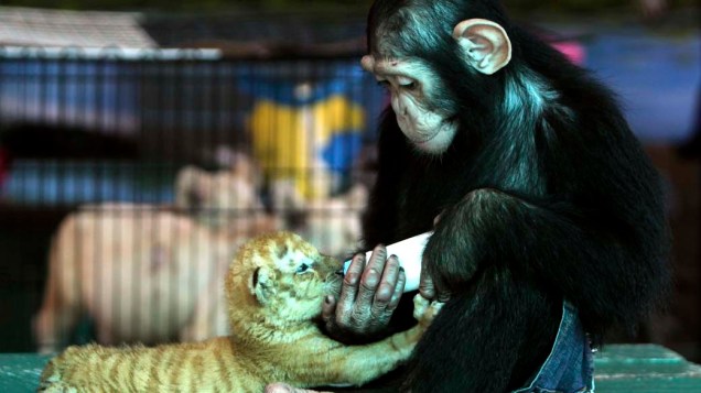 Chimpanzé alimenta um filhote de tigre dourado, em mini zoológico na cidade de Samutprakan, Tailândia
