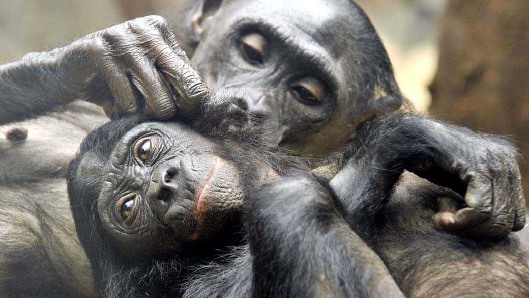 Chimpanzés no zoológico de Frankfurt, Alemanha