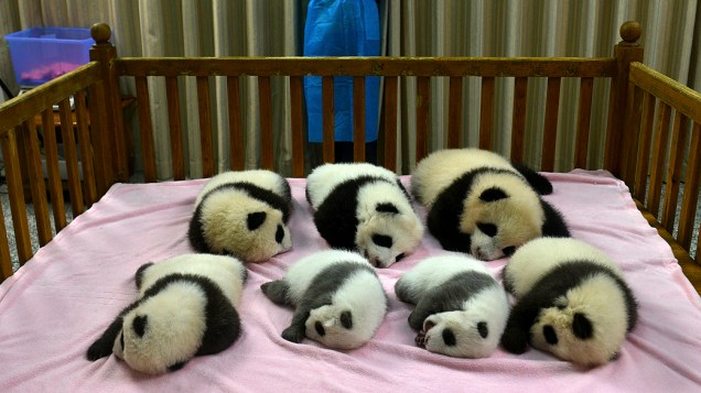 Sete filhotes de pandas recém-nascidos foram apresentados na ONG Chengdu Panda Base, na província chinesa de Sichuan