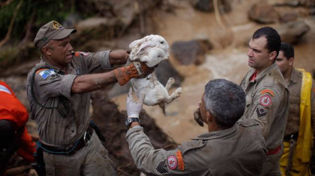 Bombeiros resgatam coelho entre os destroços de casa arrastada pela chuva em Teresópolis, Rio de Janeiro - 13/01/2011