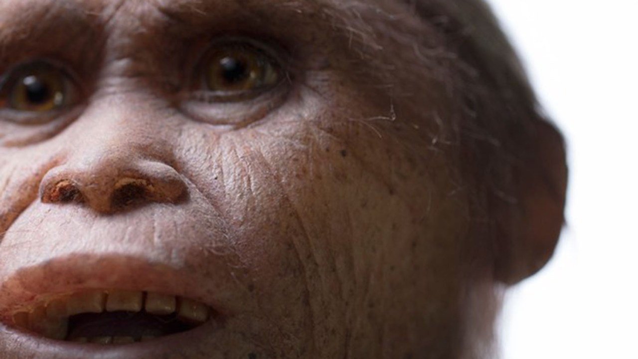 Homo floresiensis imaginado pelo atelier Elisabeth Daynes
