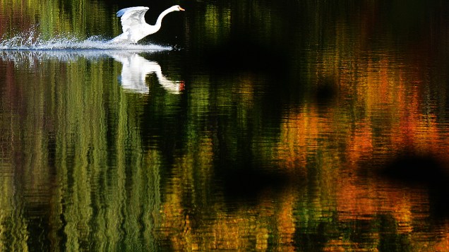 Um cisne é visto pousando em um lago de Berlim, na Alemanha